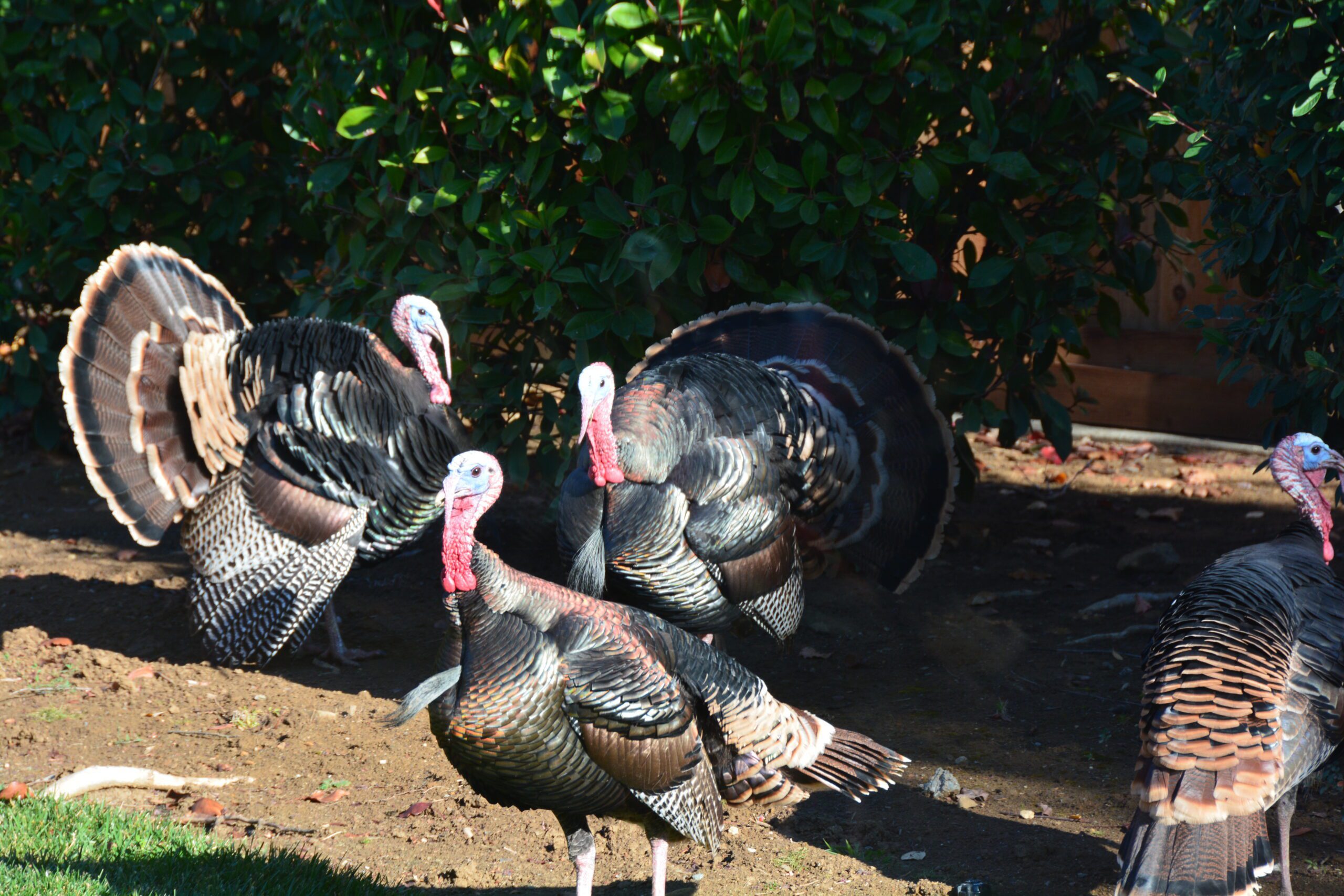 The Curse and Blessing of Wild Turkeys