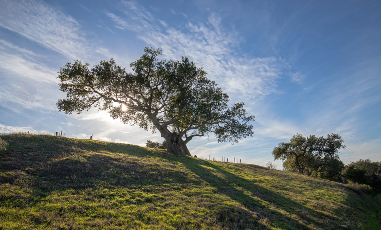 California oak tree backlit by afternoon sunlight in Santa Barbara foothills in vineyard in California United States