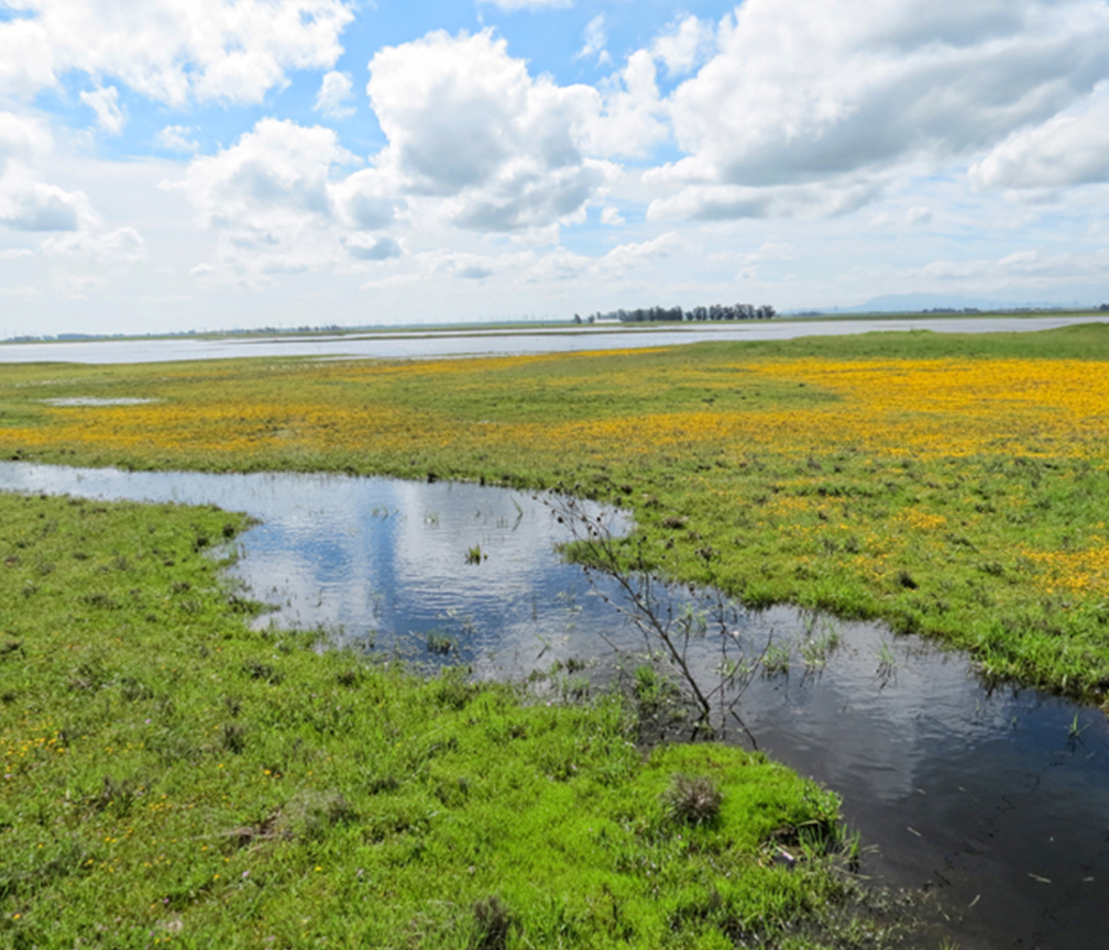 Vernal Pools and Why We Care About Them