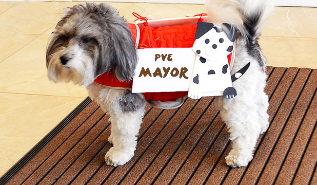 Mayoral Election Votes Gives Residents Paws