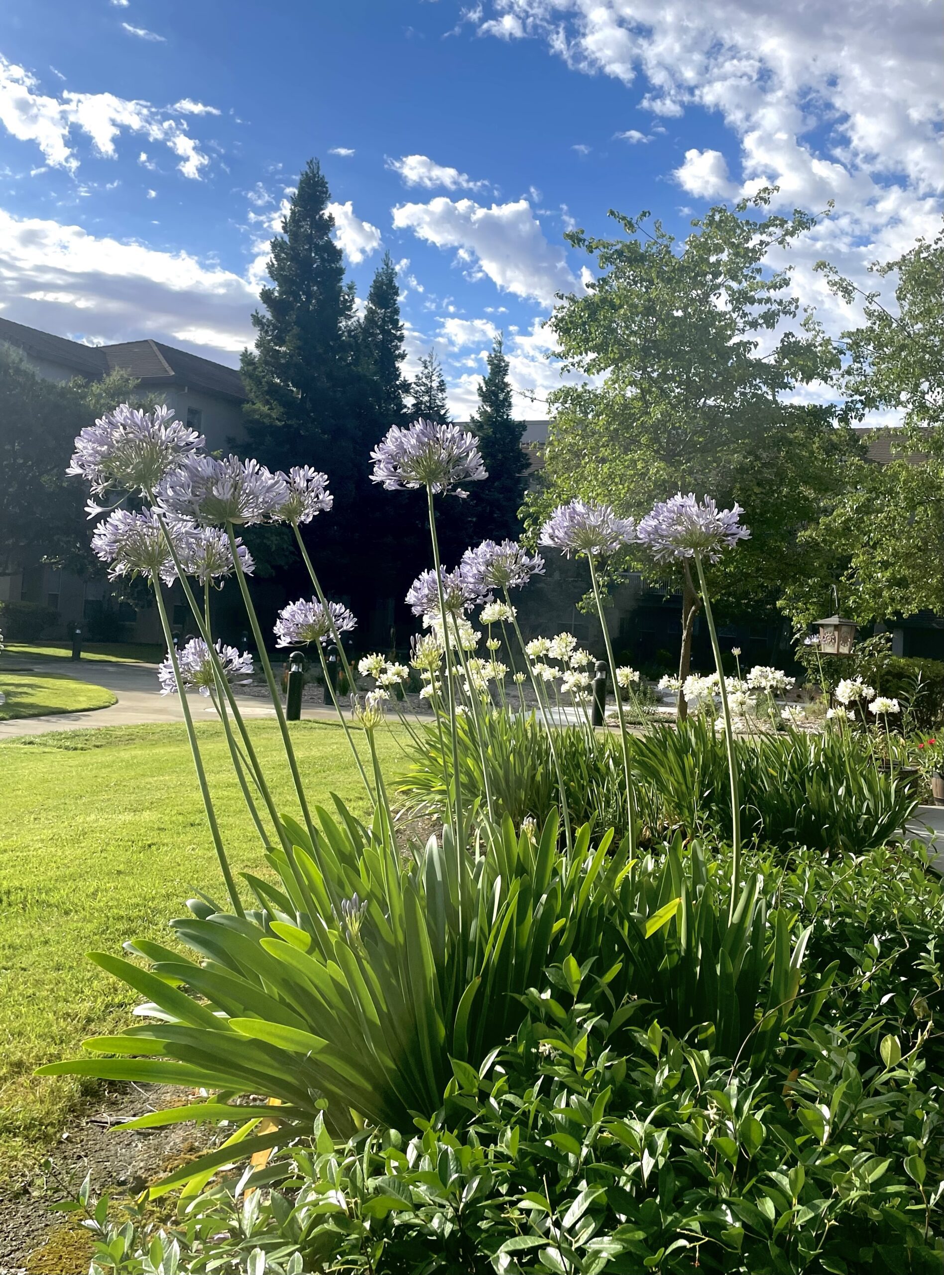 tall purple flowers in a sunlit garden